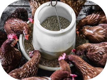 Animal Feed Production 