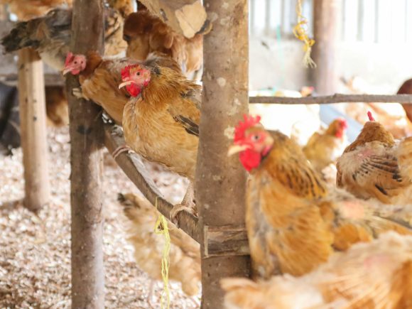 Beginner’s Guide to Starting a Profitable Poultry Farm